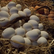 Unique Risk – Diversification