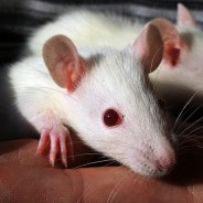 Lab Rat and Assumptions
