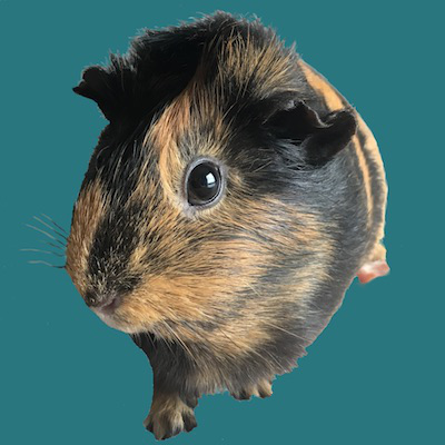 Guinea Pig Experiment